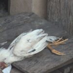 IMG-20250207-WA0002